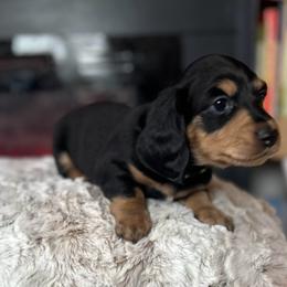 Green - Black and tan male Dachshund puppy in Casper, Wyoming from Daisy's Doxies & Doodles