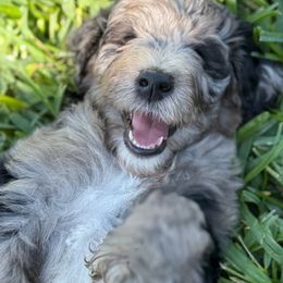 Bernedoodle Puppies from Ruthy's Bernedoodles
