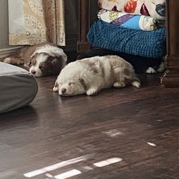 Miniature Australian Shepherd Puppies from Matpip Pups