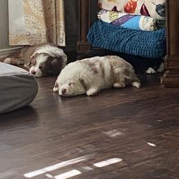 Miniature Australian Shepherd Puppies from Matpip Pups