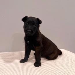 Black - Black sable male Belgian Malinois puppy in Muskegon, Michigan from Red Acres Working Line K9s
