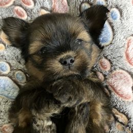 MB2 FLORIDA AKC MULTI CHAMPION ANCESTRY - Red male Lhasa Apso puppy in Bell, Florida from Maryann & Kandis