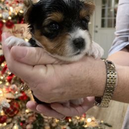 Biewer Terrier Puppies from Janeve's  Biewers
