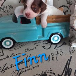 Finn - Chocolate, tan and white male Yorkshire Terrier puppy in Clarksburg, Indiana from Hidden Gems Parti Yorkies