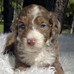 Aussiedoodles and Poodles from Doodle & Poodle Palace