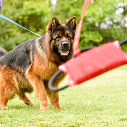 German Shepherd Puppies from Von Falkenberg German Shepherds, LLC