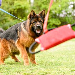 German Shepherd Puppies from Von Falkenberg German Shepherds, LLC