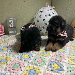 Harper - Black and tan female German Shepherd puppy in Stanardsville, Virginia from Majestic K9 LLC