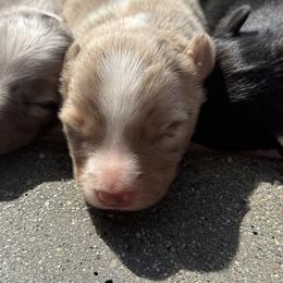 Oats - Red merle female Border Collie puppy in North Lakeport, California from Wild Rose Ranch