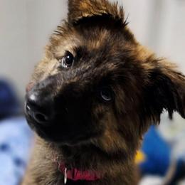 Amarabell - Sable female German Shepherd puppy in Leon, West Virginia from Heart2Heart Kennels