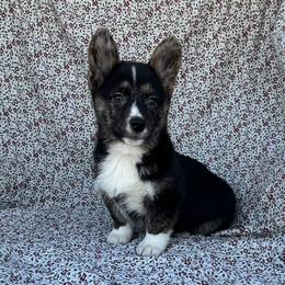 Abby - Black and tan female American Corgi puppy in Washington, Arkansas from Foxy Knoll Farm