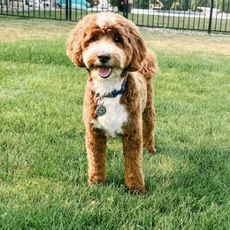 Charlie - Goldendoodle