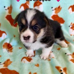 Rumi - Black and tan female Pembroke Welsh Corgi puppy in Corning, California from C.H. Pembroke Corgis