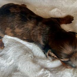 Rose - Dapple female Dachshund puppy in El Mirage, Arizona from Sunset Dachshunds