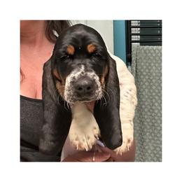 Basset Hound Puppies from Jen's Bassets