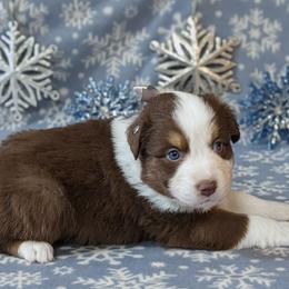 Tommy - Red tri-color male Australian Shepherd puppy in Falcon, Missouri from Edge Farm LLC