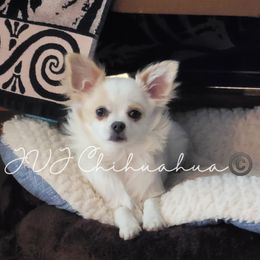Lily - Chihuahua