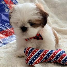 Chester - Red and white male Shih Tzu puppy in Northridge, California from Our ShihTzu Family