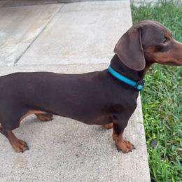 Churro - Dachshund
