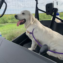 Goldendoodle and Golden Retriever Puppies from SSC Golden Retreivers