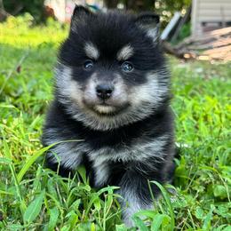 Yorick - Tri-color male Pomsky puppy in Boonville, Indiana from Elysian Pomskies