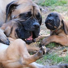 Jinx - Mastiff