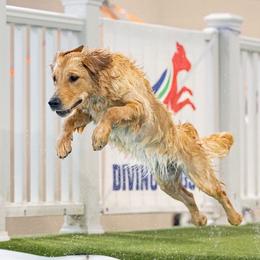 Daisy - Golden Retriever