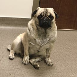 Thea - Pug
