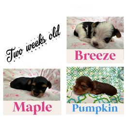 Yorkshire Terrier Puppies from Vanessa Alvarez