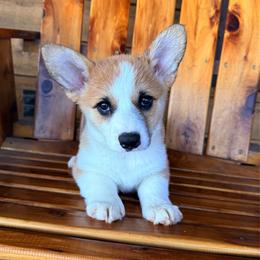 Princess - Sable female Pembroke Welsh Corgi puppy in El Dorado Springs, Missouri from Trixie Dixie