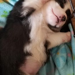 Pembroke Welsh Corgi Puppies from AJ'S Country Corgi's