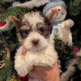 Elfie - Chocolate, tan and white male Yorkshire Terrier puppy in Gatesville, Texas from KontryKritterz Yorkies