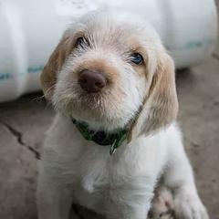 Spinoni Italiani from Quattro Zampe