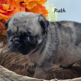 Ruth - Brindle female Pug puppy in Olin, North Carolina from Piggy Pugs