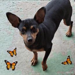 Maria - Miniature Pinscher