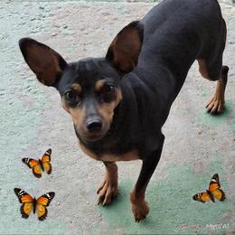 Maria - Miniature Pinscher