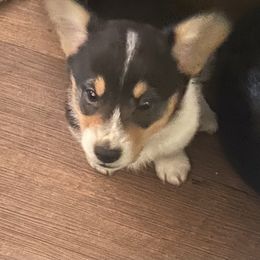 Dachshund and Pembroke Welsh Corgi Puppies from Kuhbander Stable
