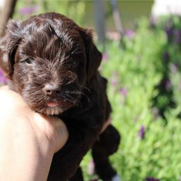 Boy 3 - Liver male Miniature Schnauzer puppy in Santa Ana, California from Thehood_weenies