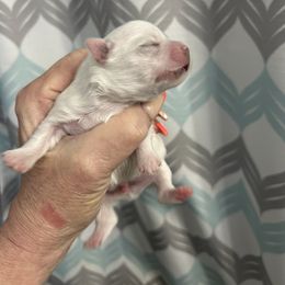Little Princess Snowflake - White Maltese puppy in Newaygo, Michigan from Dawn's Maltese