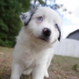 Harmony - Blue merle female Australian Shepherd puppy in Weeki Wachee, Florida from Ace of Spades Australian Shepherds