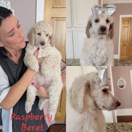 Raspberry Beret - Cream female Poodle puppy in Athens, Texas from Pruitt Family Kennels