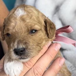 Girl 1 - Goldendoodle puppy in Kaysville, Utah from Princess Leih Puppies!