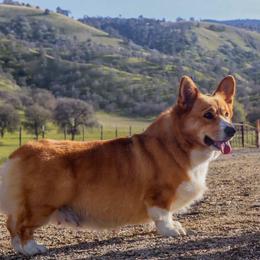 Snickers - Pembroke Welsh Corgi
