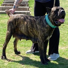 Ruka - Cane Corso