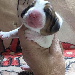 Purple - Mahogany and white female Basset Hound puppy in Russellville, Kentucky from Morse's Basset Hounds