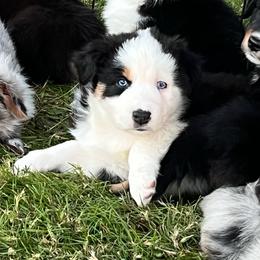 Shadow - Black tri-color female Australian Shepherd puppy in Lebanon, Oregon from Mount Hope Aussies