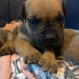 Boerboels from Jotunheim Boerboels
