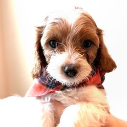 Hickory of Reedy River Doodles - Red male Cavapoo puppy in Greenville, South Carolina from Reedy River Doodles