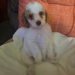 Coral (Pink) - White female Poodle puppy in Griswold, Connecticut from Flatrock Kennels of CT