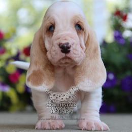 Prime - Red and white male Basset Hound puppy in Pollock, Missouri from Northstar